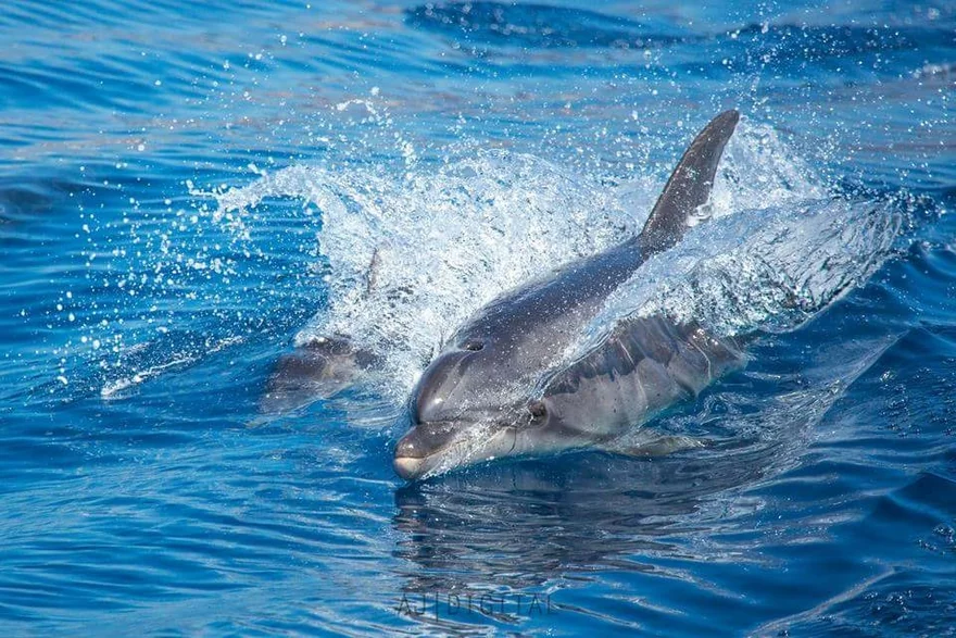 Dolphins surfacing through splashes in blue water